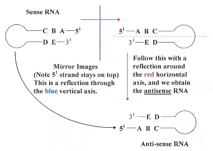 Anti-sense RNA