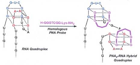 RNA Quadruplex-PNA Invasion