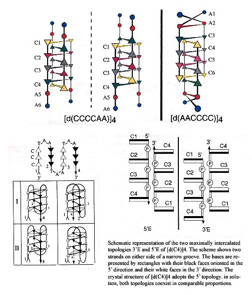 Intercalated Topologies of i-motif DNA
