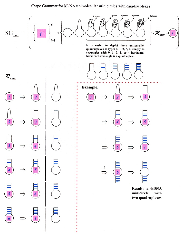 A shape grammar for kDNA minicircles supporting multiple quadruplexe