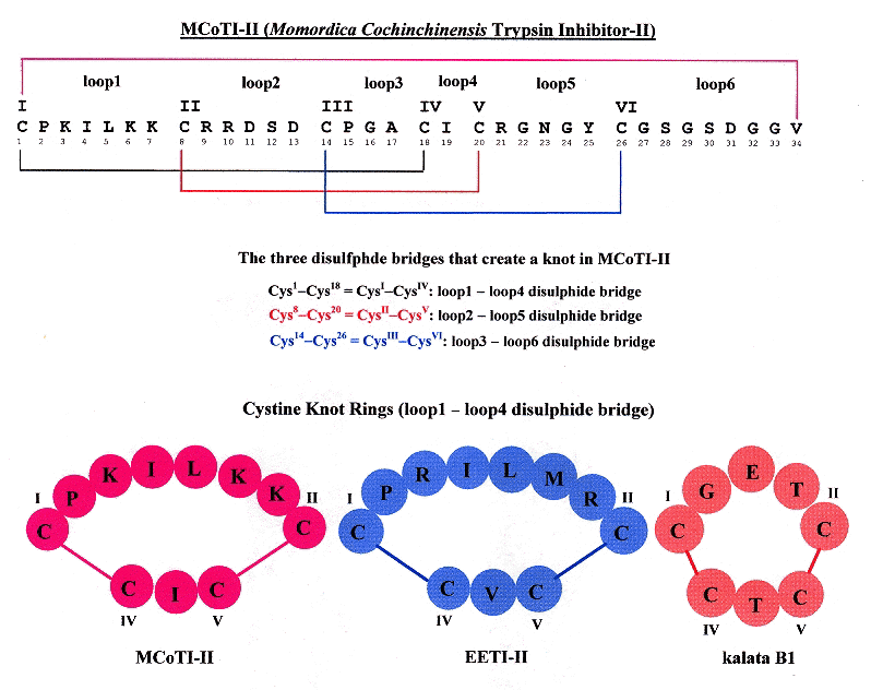 Cyclic Cysine Knots