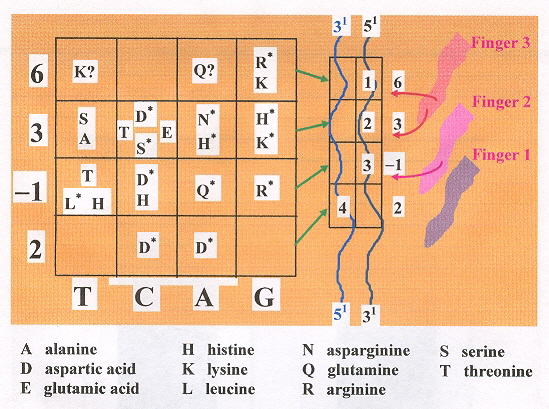 Zif268 Recognition Code