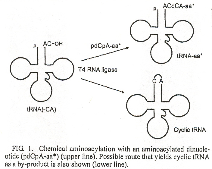 Cyclic tRNA