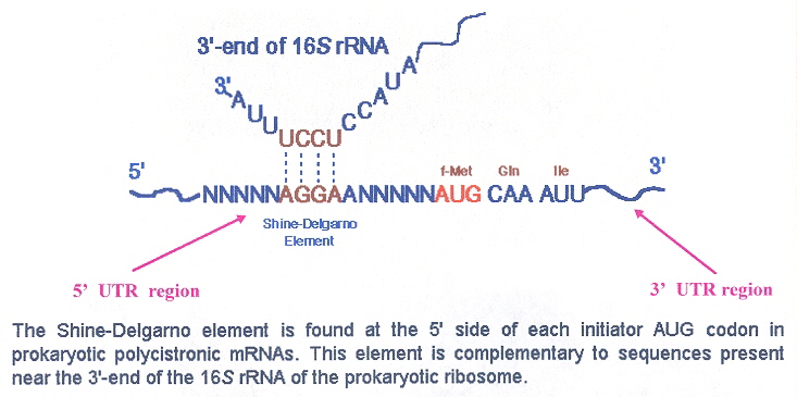 mRNA Translation Interaction at the Shine Delgarno Sequence