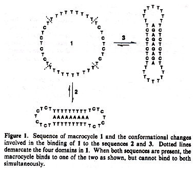 Circular Oligonucleotide Triple-Helix