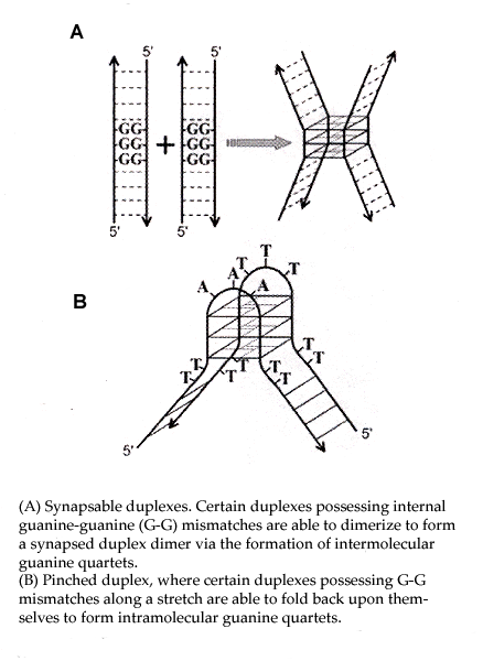 Inter- and Intramolecular Quadruplex Formation
