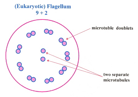 (Eukaryotic) Flagellum