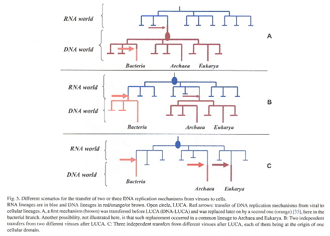 RNA/DNA evolution and Taxonomy