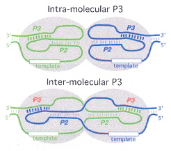 Intra-molecular vs Inter-molecular Switching