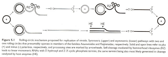 Symmetric & Asymmetric Rolling-circle Replication