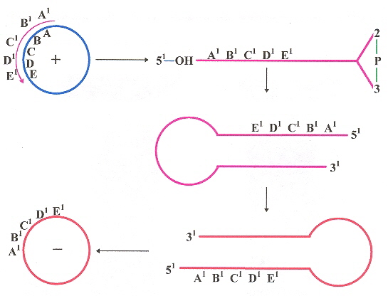 Viroid Negative-Polarity Rolling-circle Replication