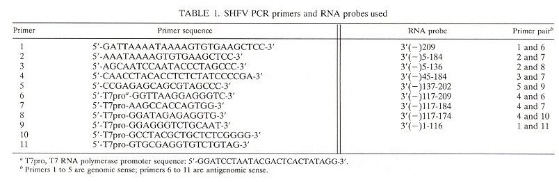 SHFV Primer Sequences
