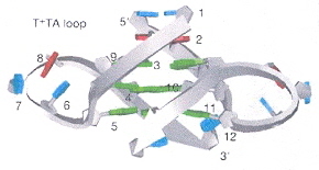 TTA External Loop forming the 'Propeller'