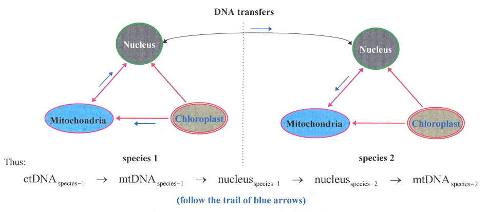 DNA Organelle Relationships