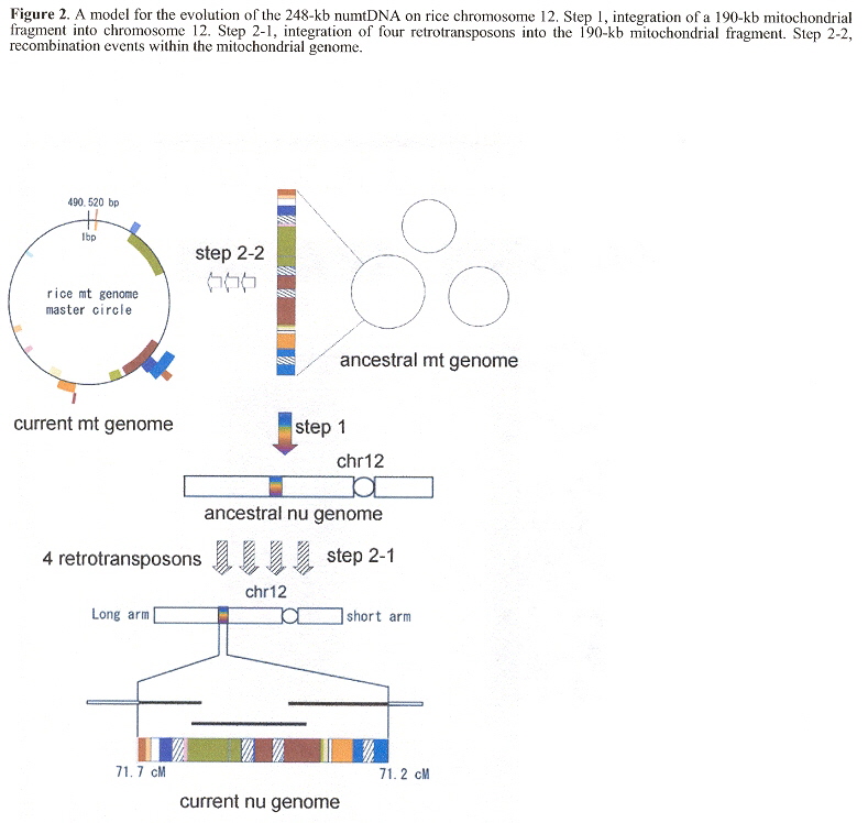 Evolution of numtDNA
