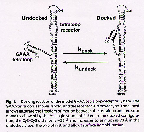 RNA Docking