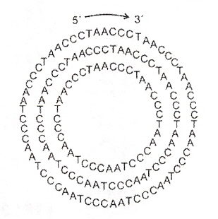 Rolling Circle Oligonucleotides
