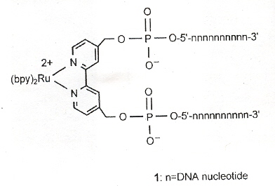 Ruthenium(II) DNA complex