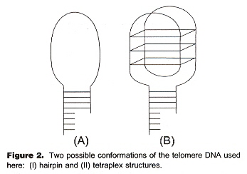How a Tetraplex might form