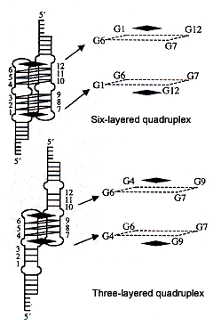 3- & 6-layered quadruplex dimers with Porphyrin stabilizers