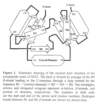 N and C Terminals