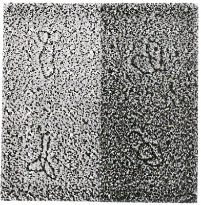 Trefoil knot Structure in Kinetoplast minicircles