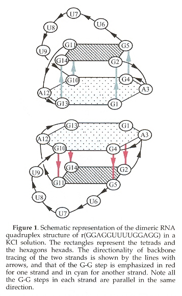 RNA G-Quartet Self-Assembly