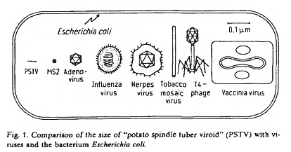 Size of Viroids, Viruses, and Bacteria