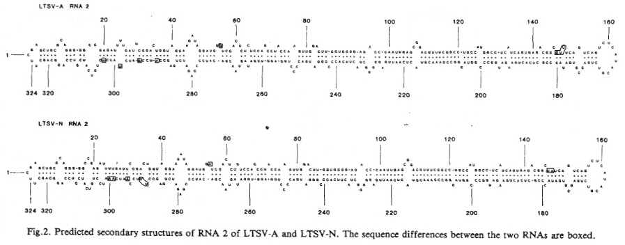 Typical Viroid RNA Secondary Structure