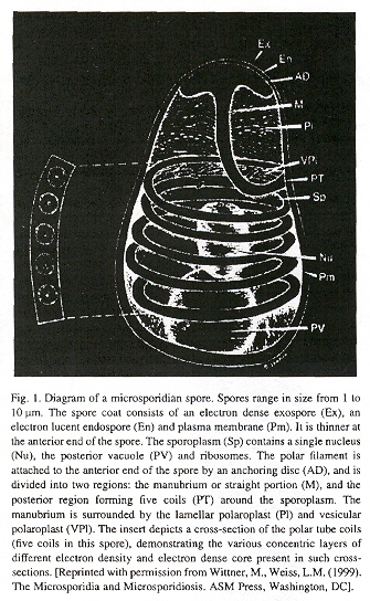 Microsporidian Spore