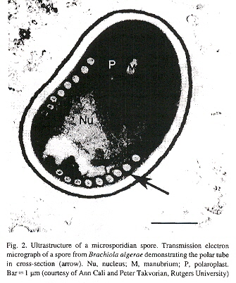 Microsporidian Spore