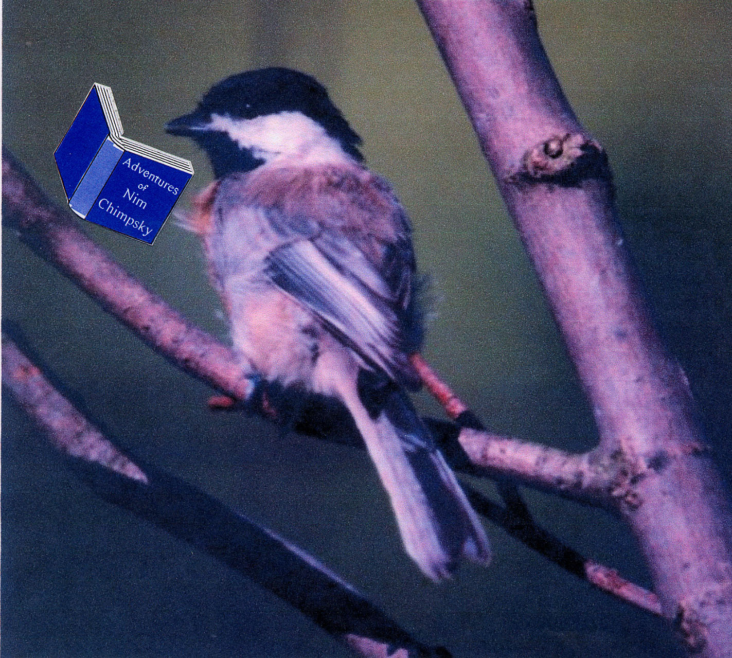 Linguistic Chickadee