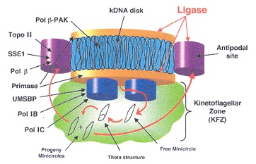 Kinetoplast Structure