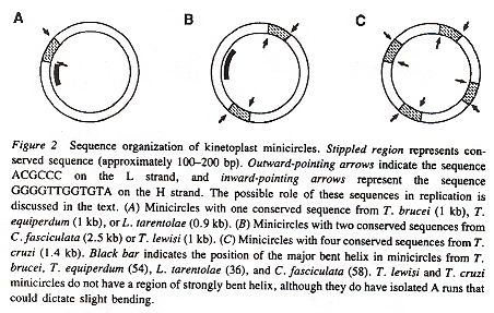 Minicircle Structure