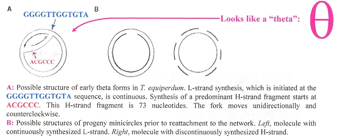 kDNA Minicircle Replication