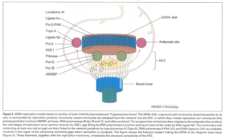 Kinetoplast Disk, basal Body, etc.