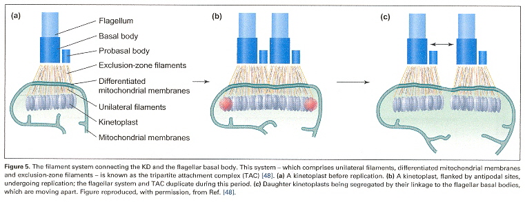 More kDNA Kinetoplast Morphology