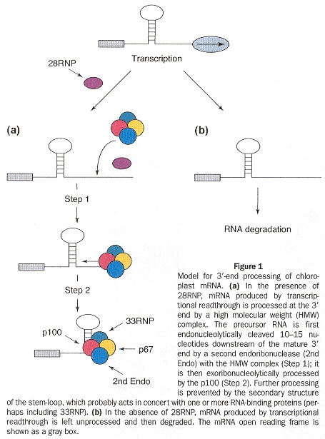 mRNA 3'-UTR Stem-Loop Stability