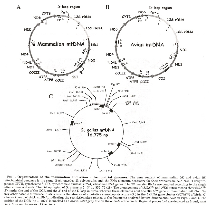 mtDNA structures are conserved