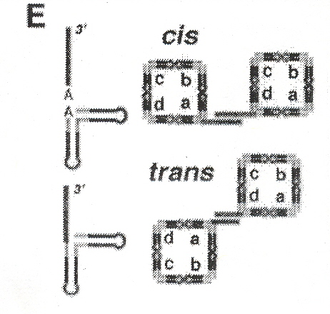 Cis/Trans TectoRNA squares