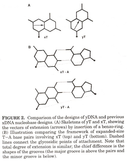 xDNA & yDNA added benzene axis definition